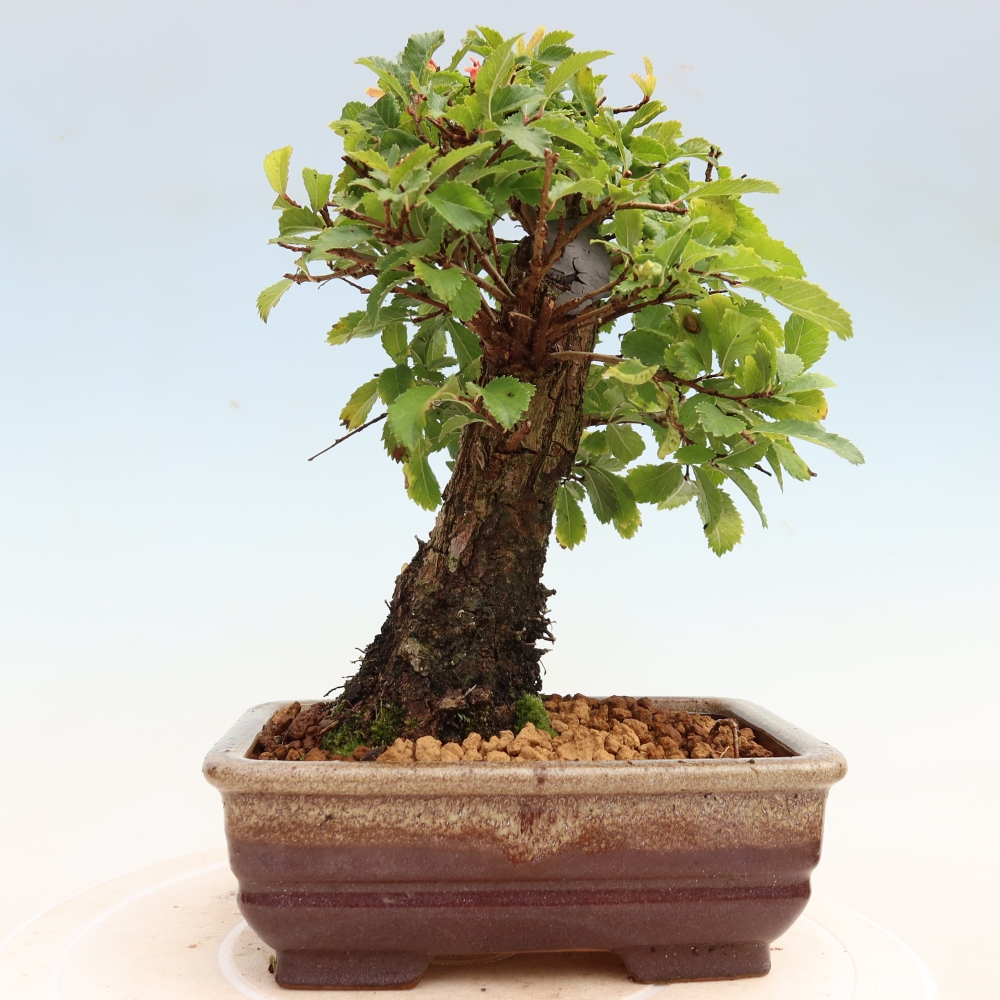 Bonsai voor buiten - Zelkova - Zelkova NIRE