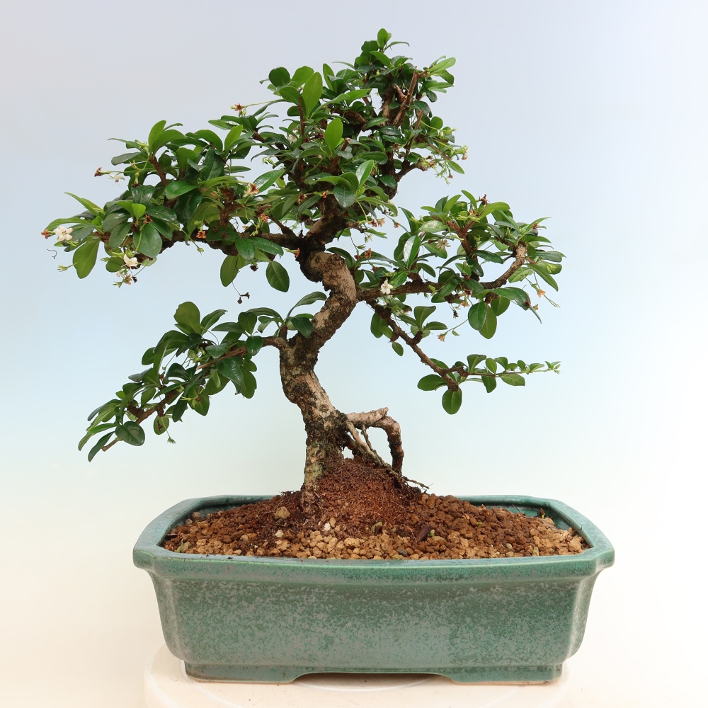 Kamerbonsai - Carmona macrophylla - Thee fuki