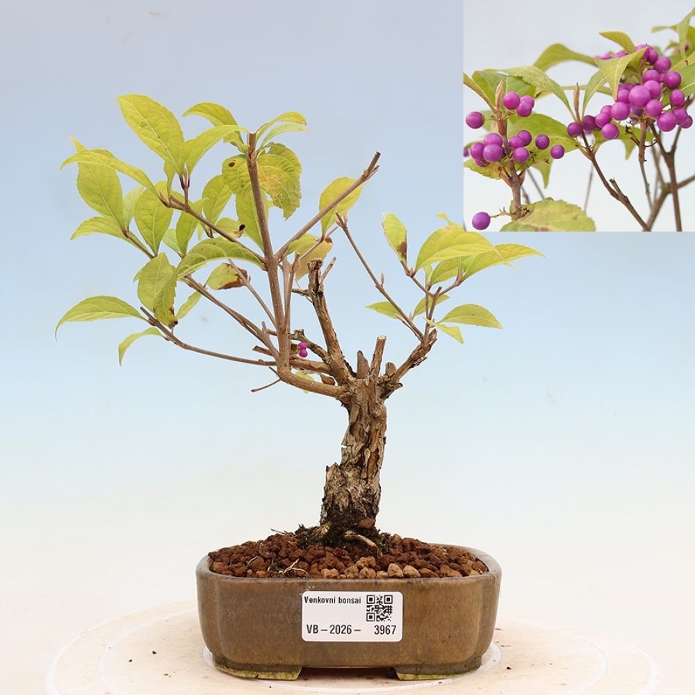 Bonsai voor buiten - Callicarpa bodinierova profusion