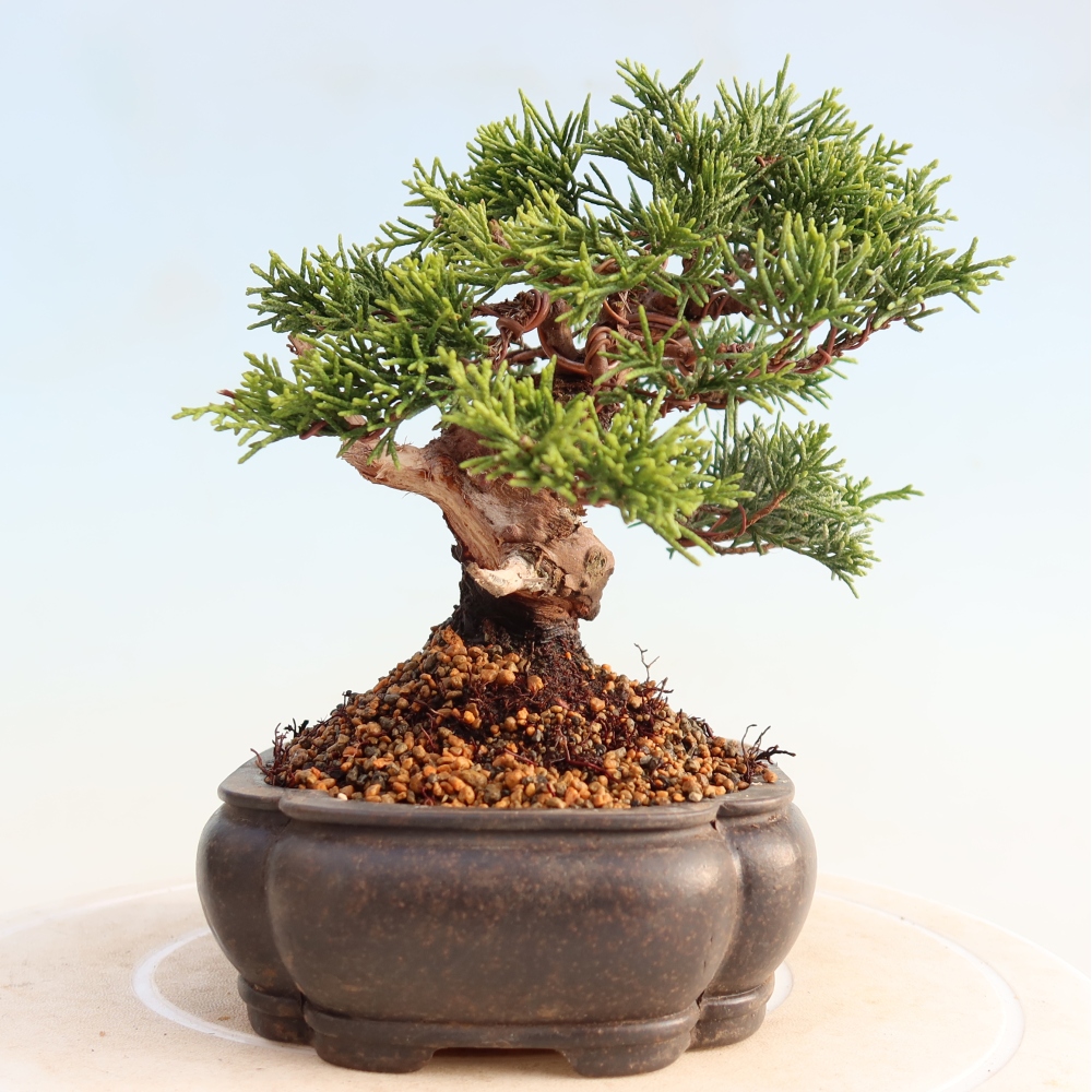 Bonsai voor buiten - Juniperus chinensis Itoigawa
