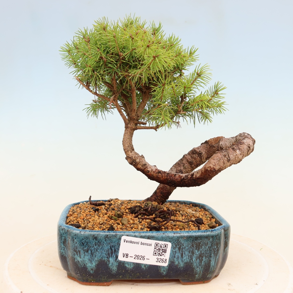 Bonsai voor buiten - Gewone spar - Picea glauca bol