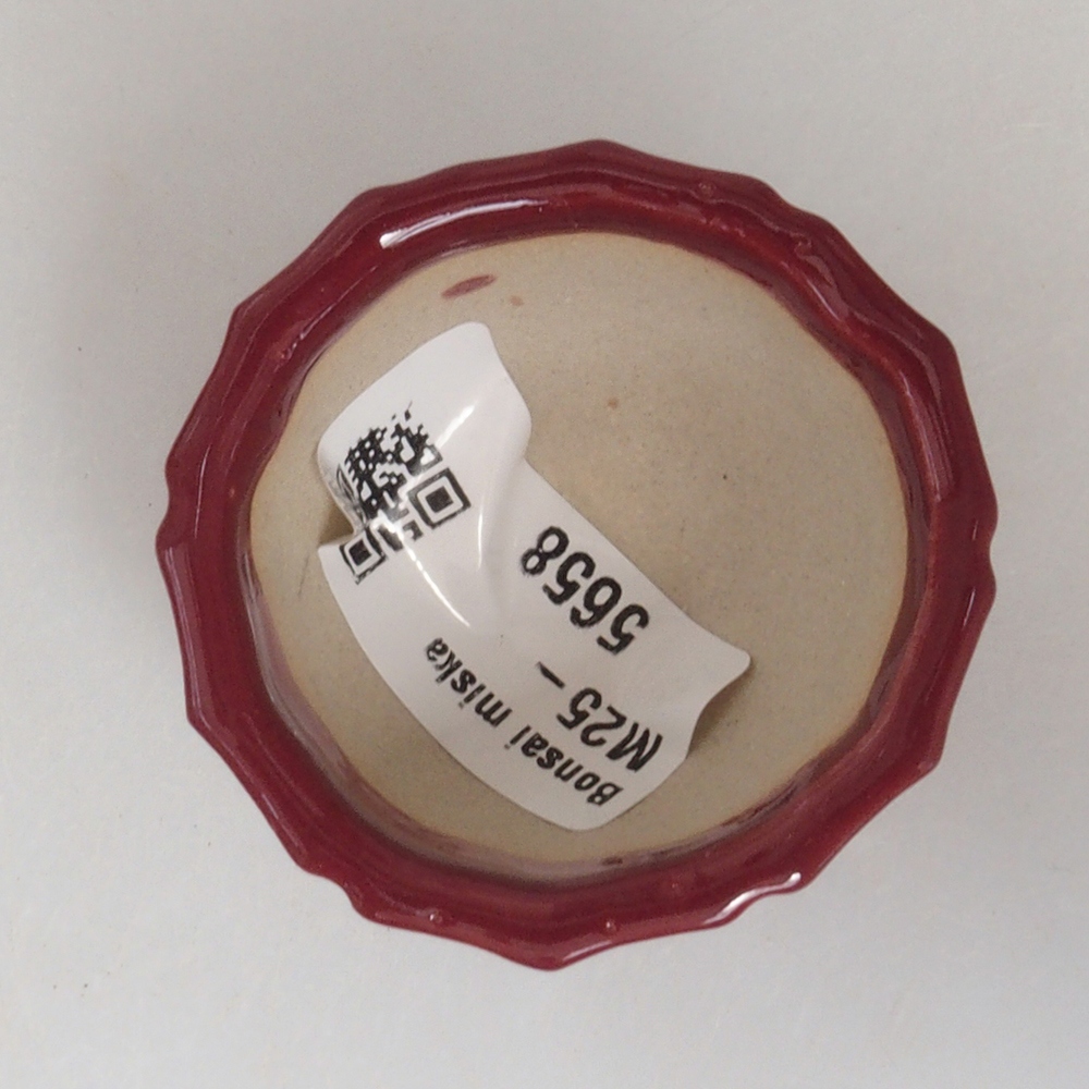Mini bonsaischaal 5 x 5 x 3 cm, bordeauxrood