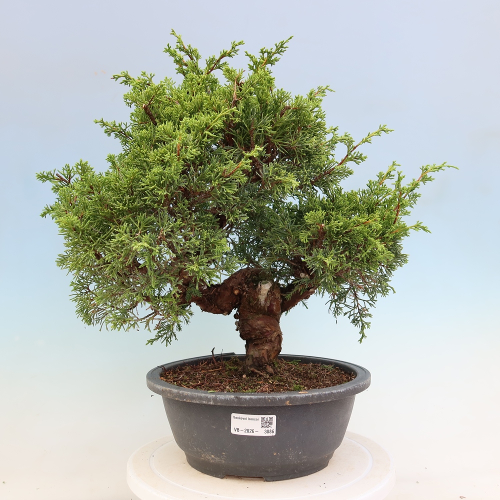 Bonsai voor buiten - Juniperus chinensis Itoigawa-Juniperus chinensis