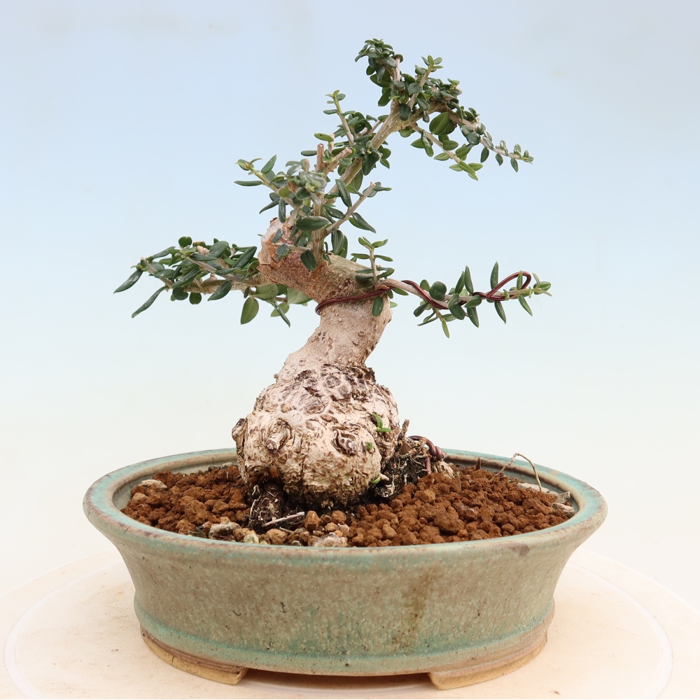 Bonsai voor binnen - Olea europaea sylvestris