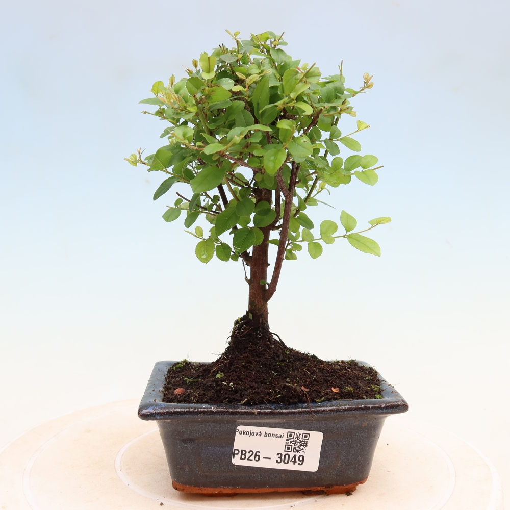 Kamerbonsai - Sageretia thea - Sageretia thea