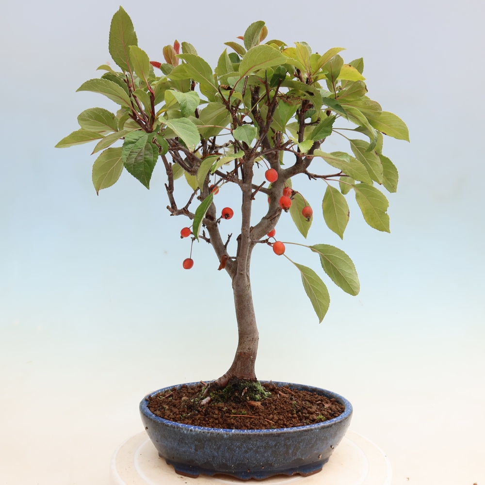 Bonsai voor buiten -Malus domestica - Roodbladige appelboom met kleine vruchten