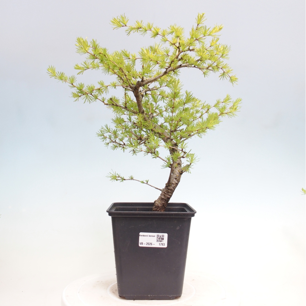 Bonsai voor buiten -Larix decidua - Lariks