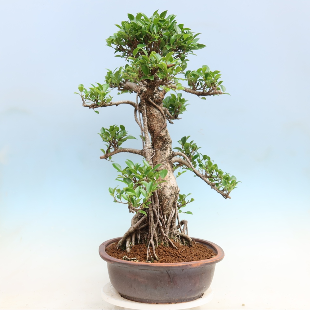 Kamerbonsai - Ficus kimmen - kleinbladige ficus