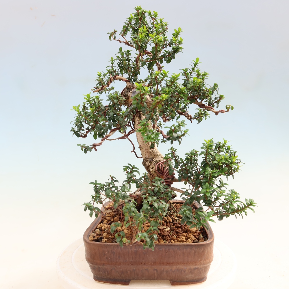 Kamerbonsai - Myrtus communis - Mirte