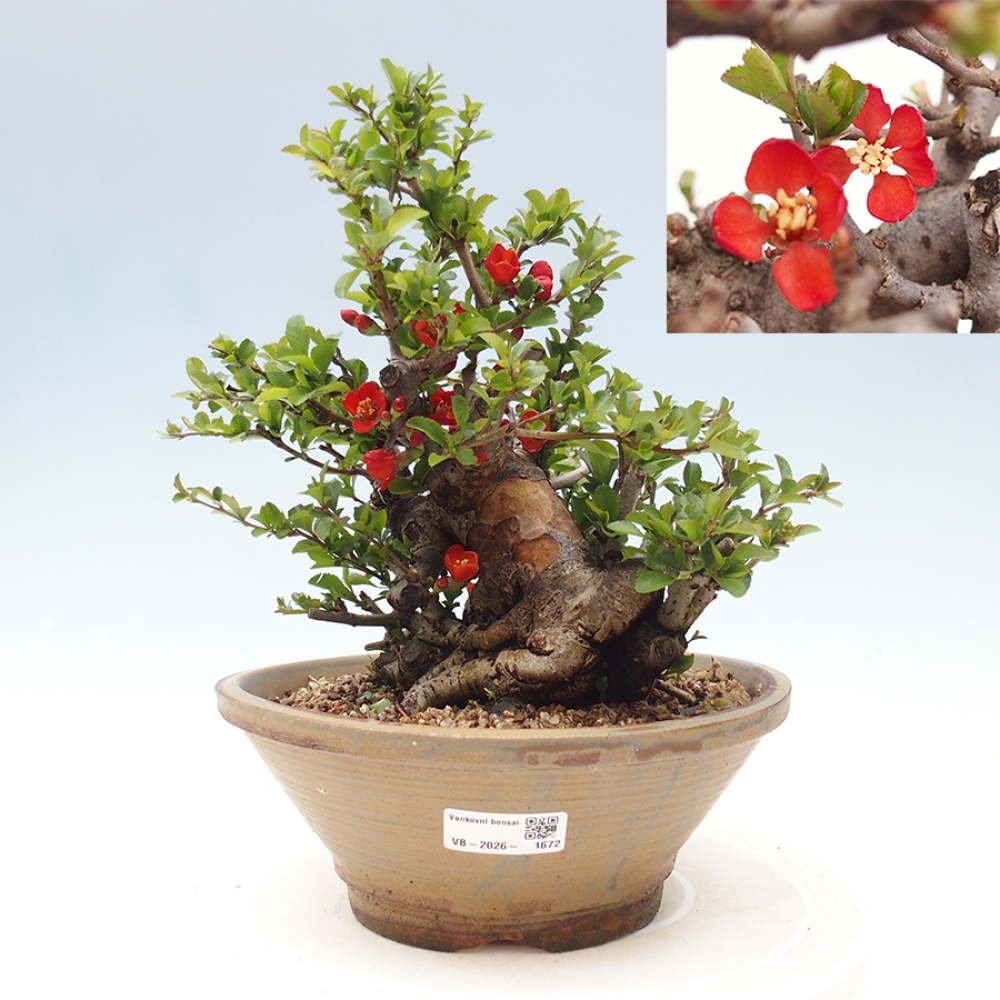 Bonsai voor buiten - Chaneomeles speciosa - Kweepeer