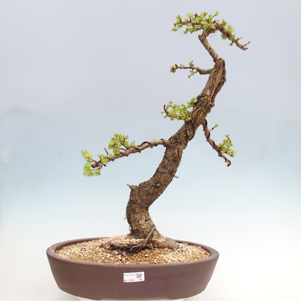 Bonsai voor buiten -Larix decidua - Lariks - Alleen palletvervoer