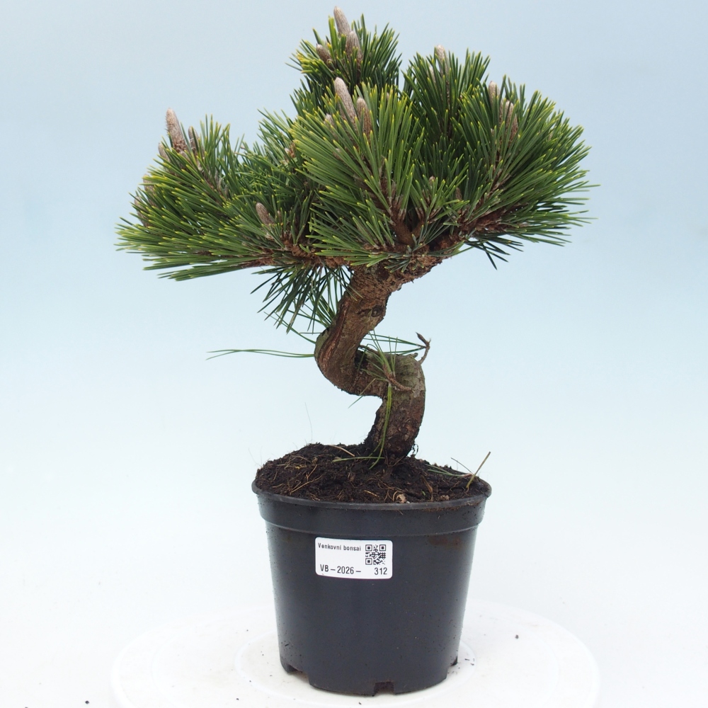 Bonsai voor buiten - Pinus thunbergii senjyumaru - Thunberg den