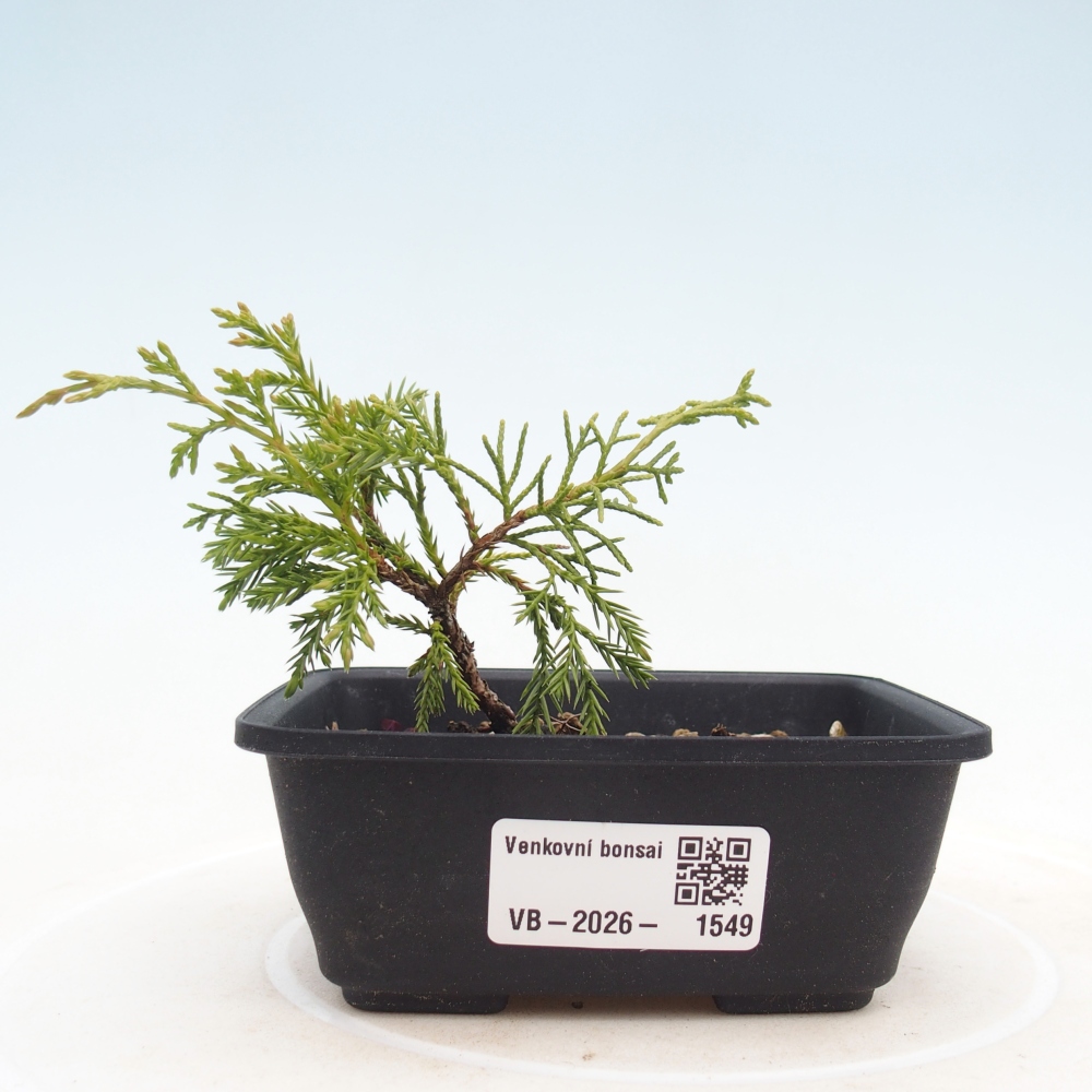 Bonsai voor buiten - Juniperus chinensis Itoigawa