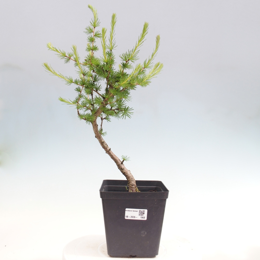 Bonsai voor buiten -Larix decidua - Lariks