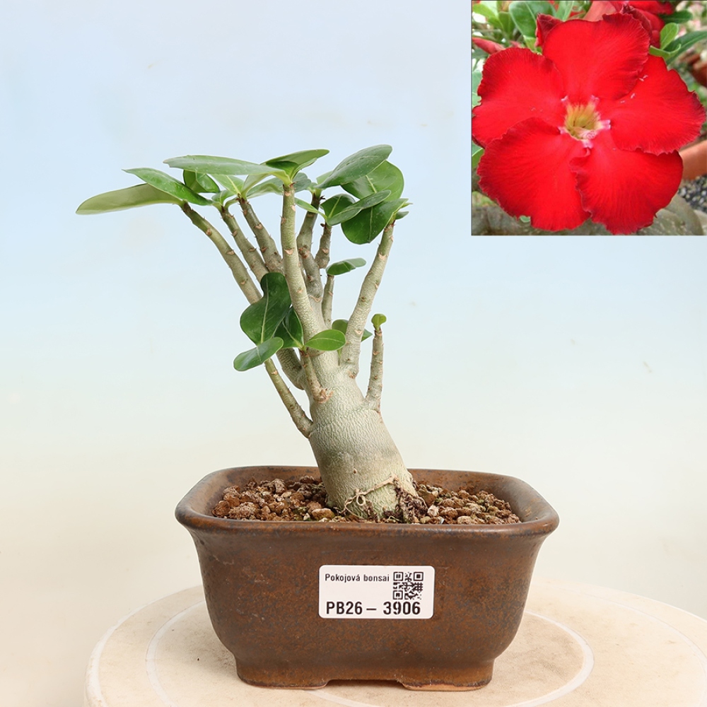 Kamerbonsai - Adenium obesum Red Star - Woestijnroos