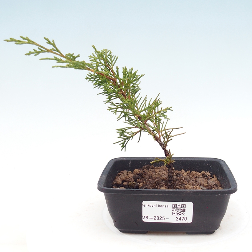 Bonsai voor buiten - Juniperus chinensis Itoigawa