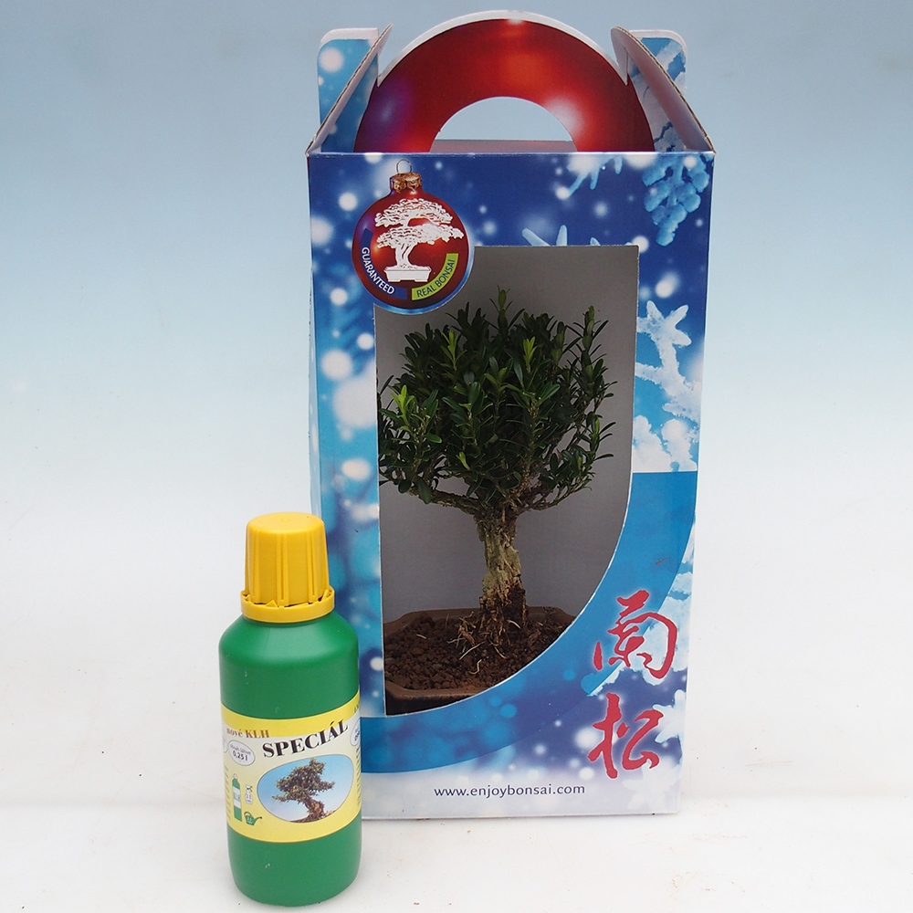 Kamerbonsai in geschenkverpakking Buxus harlandii - kurk buxus