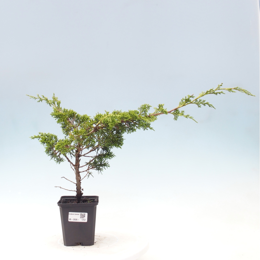 Bonsai voor buiten - Juniperus chinensis Itoigawa