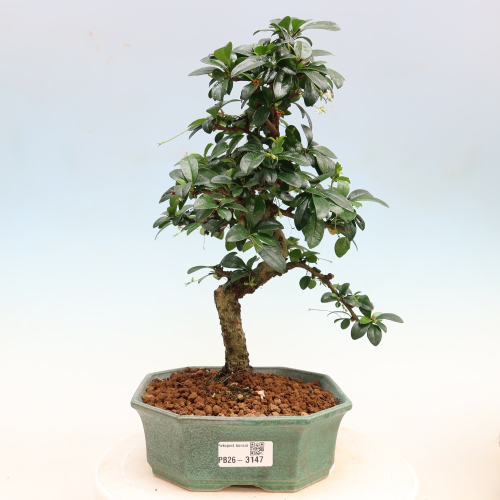 Kamerbonsai - Carmona macrophylla - Thee fuki