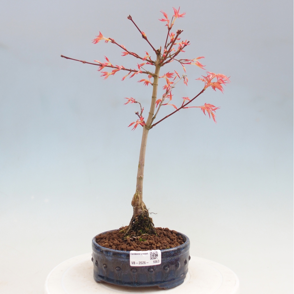 Noorse esdoorn - Acer palmatum Beni Tsukasa