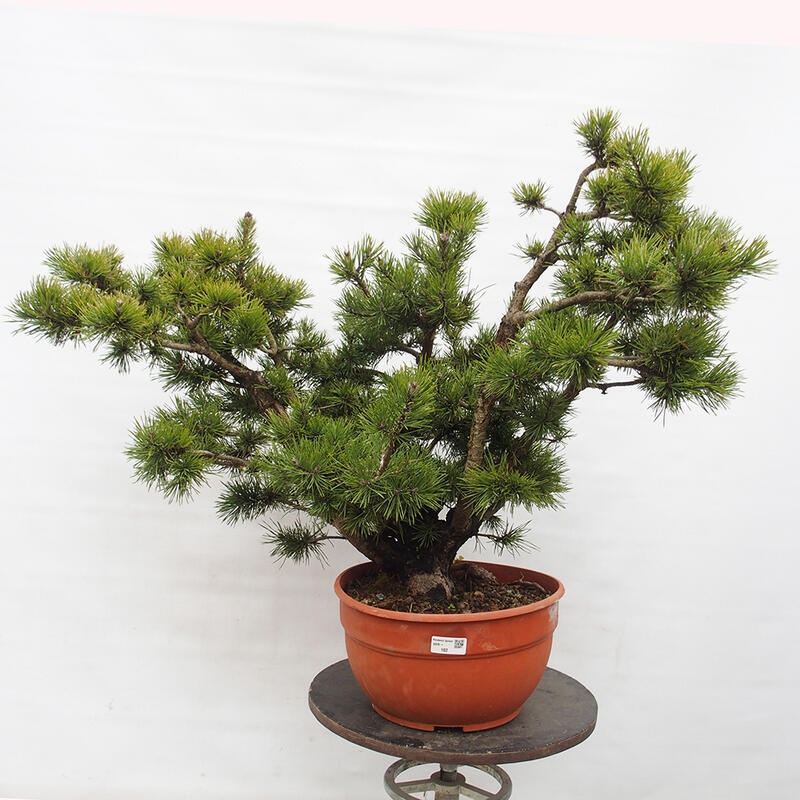 Yamadori - Pinus sylvestris Spanje