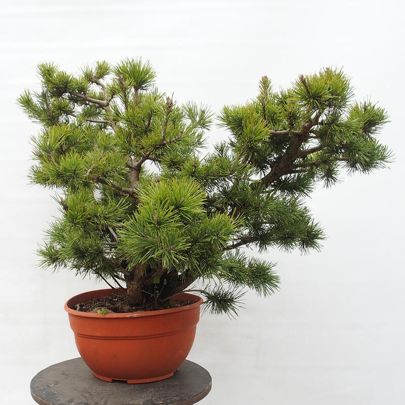 Yamadori - Pinus sylvestris Spanje