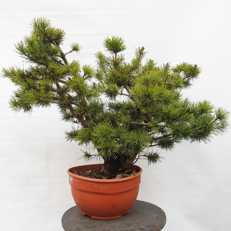 Yamadori - Pinus sylvestris Spanje