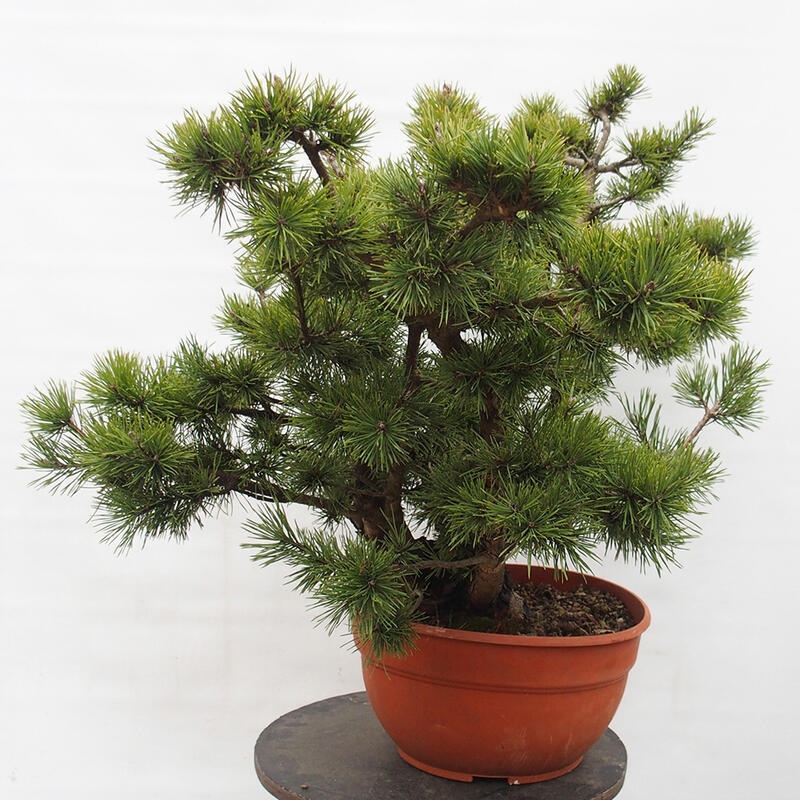 Yamadori - Pinus sylvestris Spanje