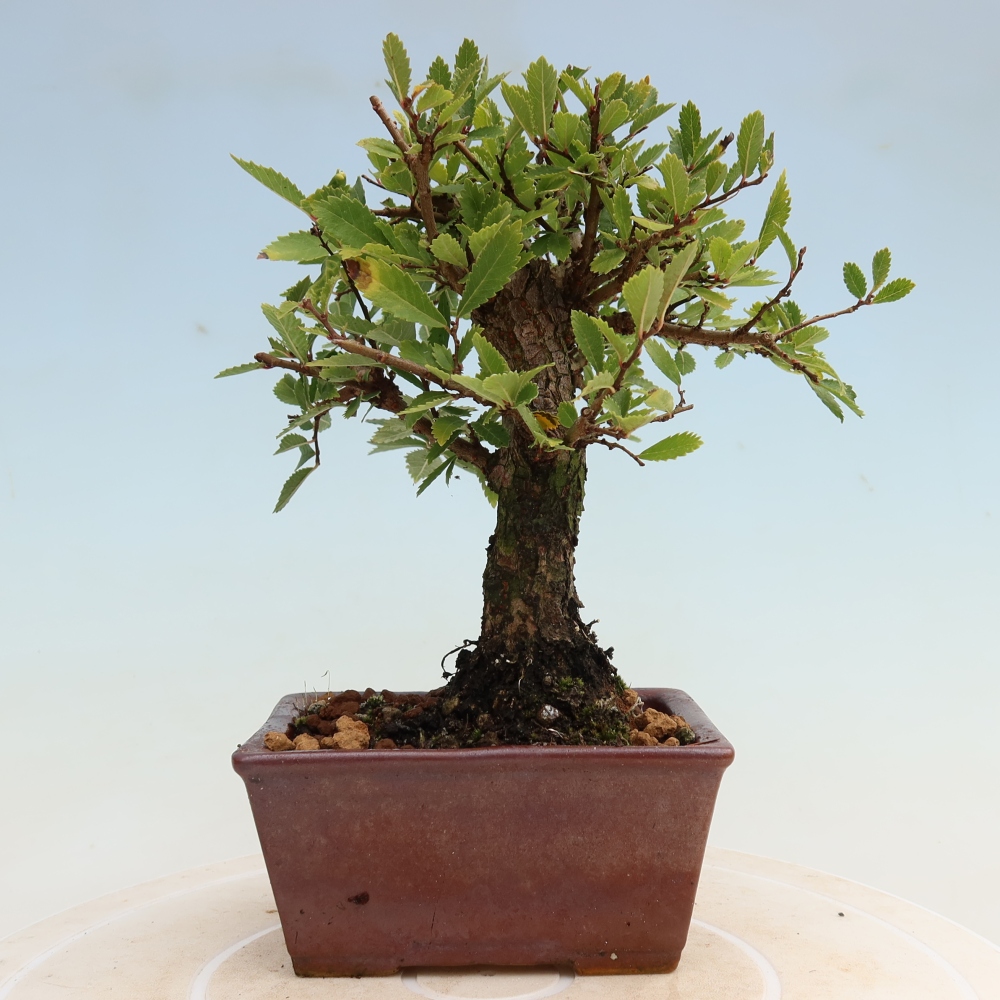 Bonsai voor buiten - Zelkova - Zelkova NIRE