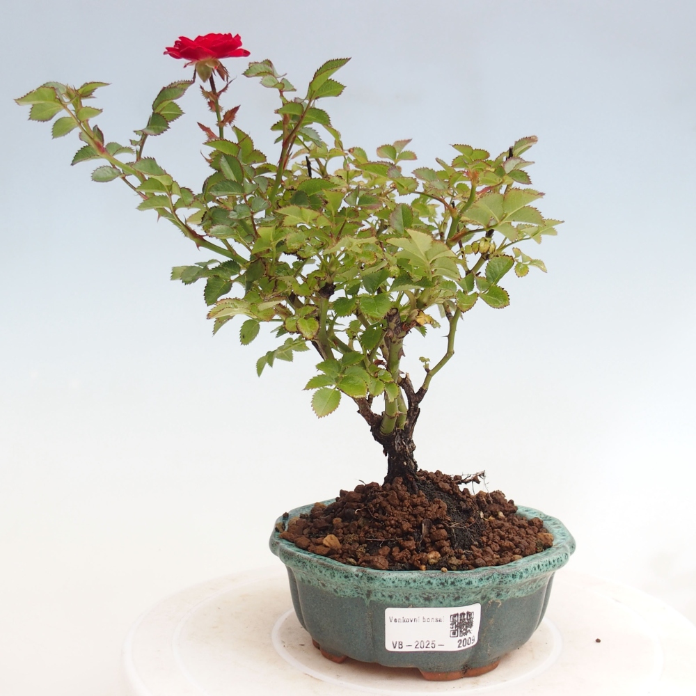 Bonsai voor buiten - Rosa Kordes - roos