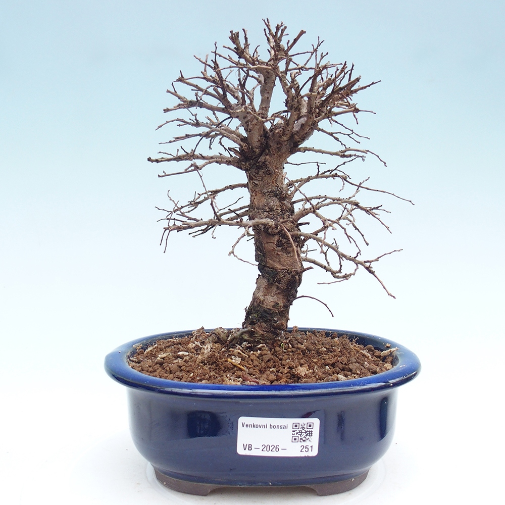 Bonsai voor buiten - Zelkova - Zelkova NIRE