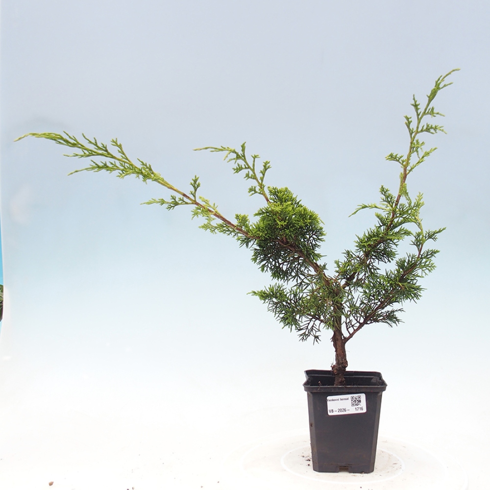 Bonsai voor buiten - Juniperus chinensis Itoigawa