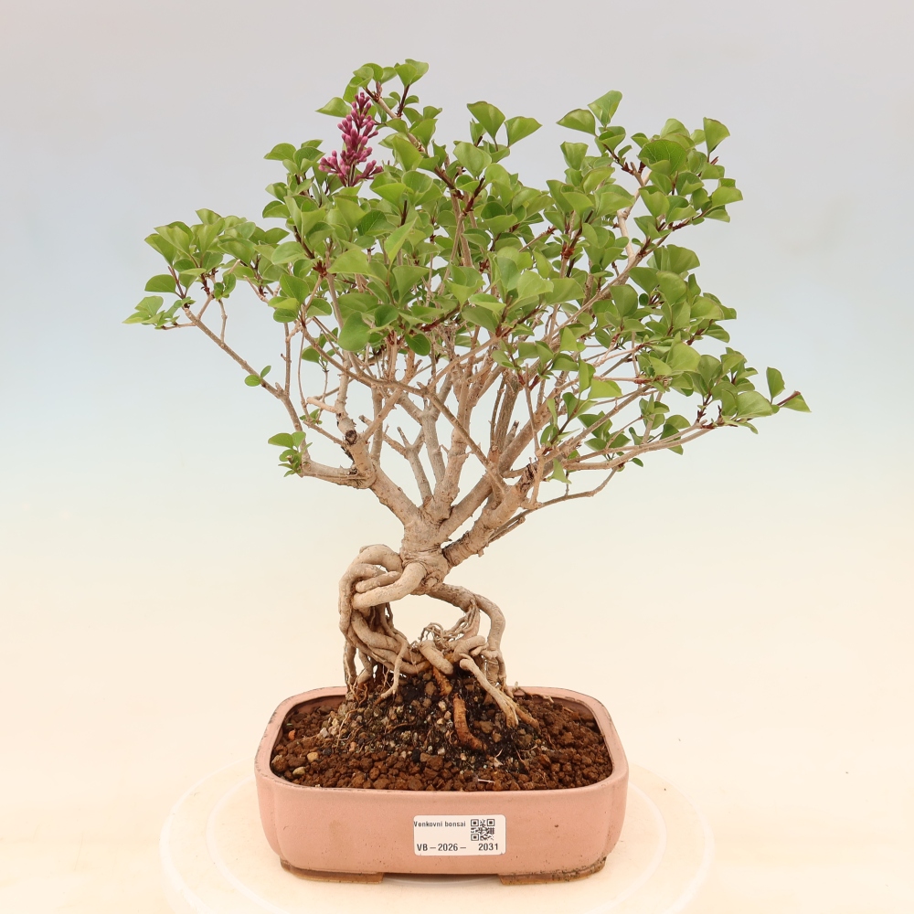 Bonsai voor buiten - Syringa microphylla - kleinbloemige sering