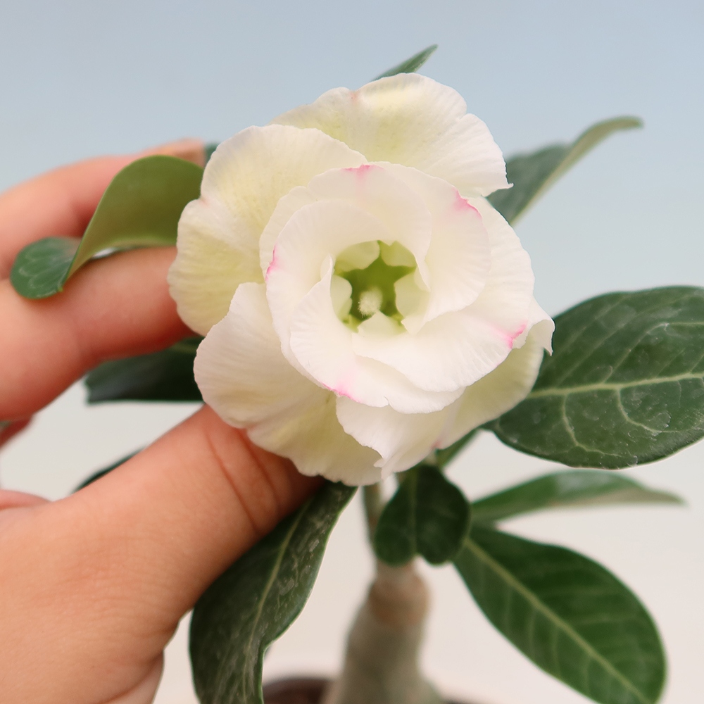Kamerbonsai - Adenium obesum, geënt V.F.S.407  - Woestijnroos