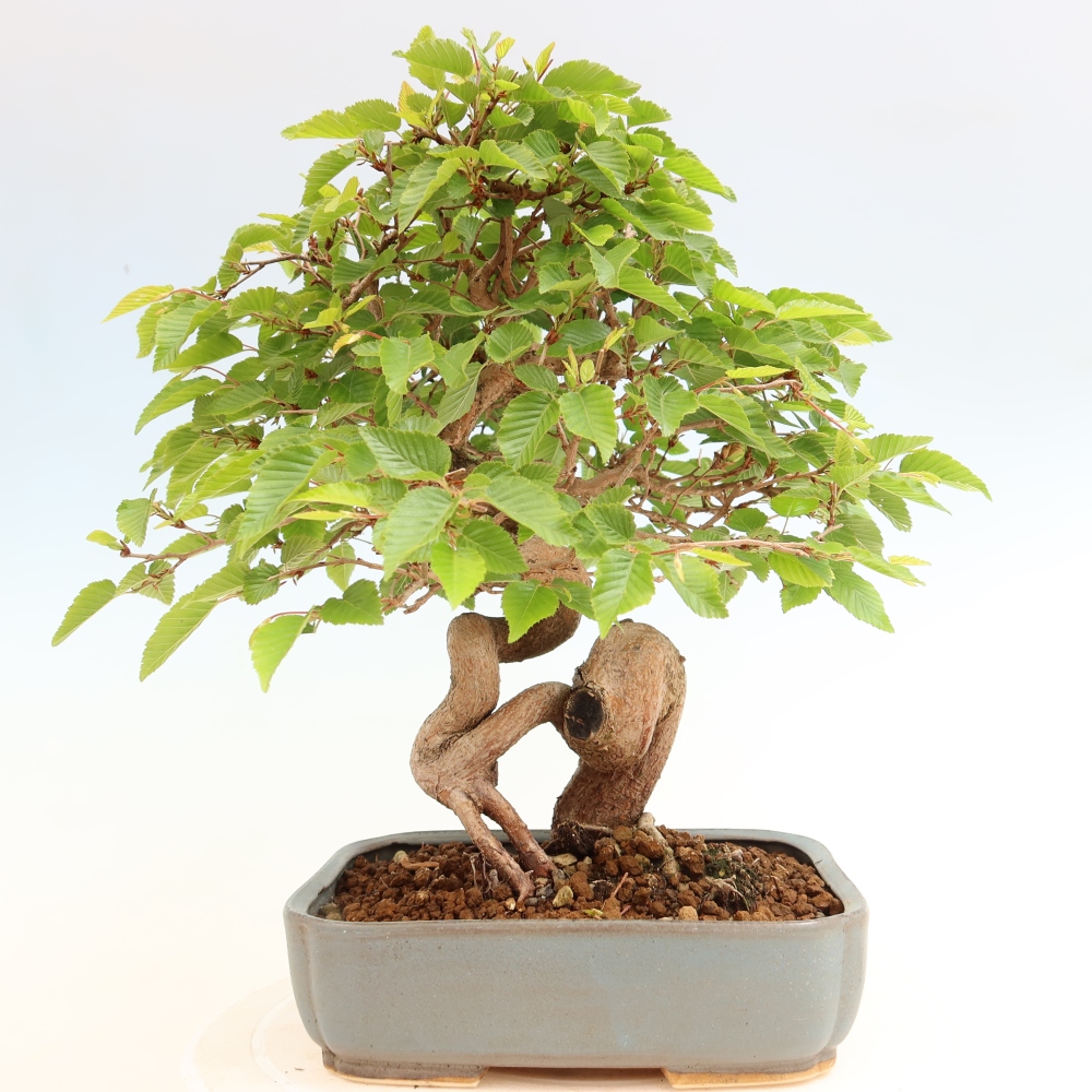 Bonsai voor buiten -Carpinus Coreana - Koreaanse haagbeuk