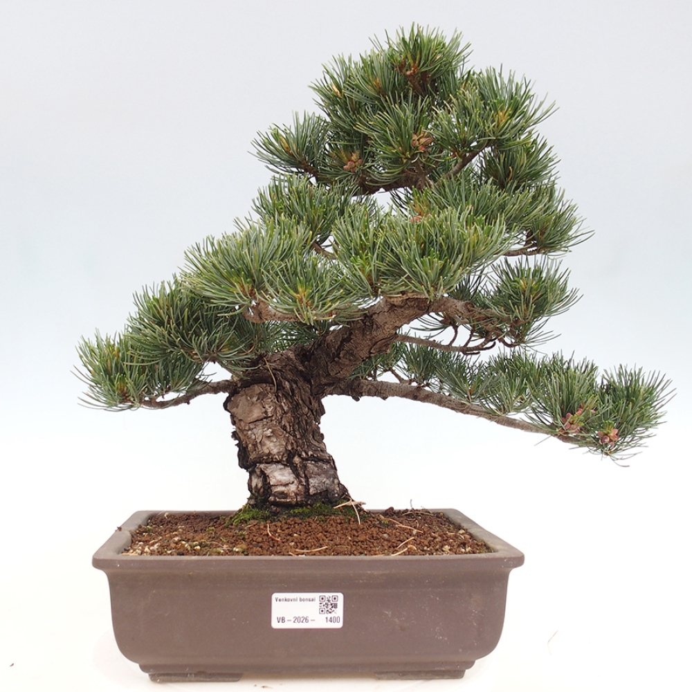 Bonsai voor buiten - Pinus parviflora - Pinus parviflora