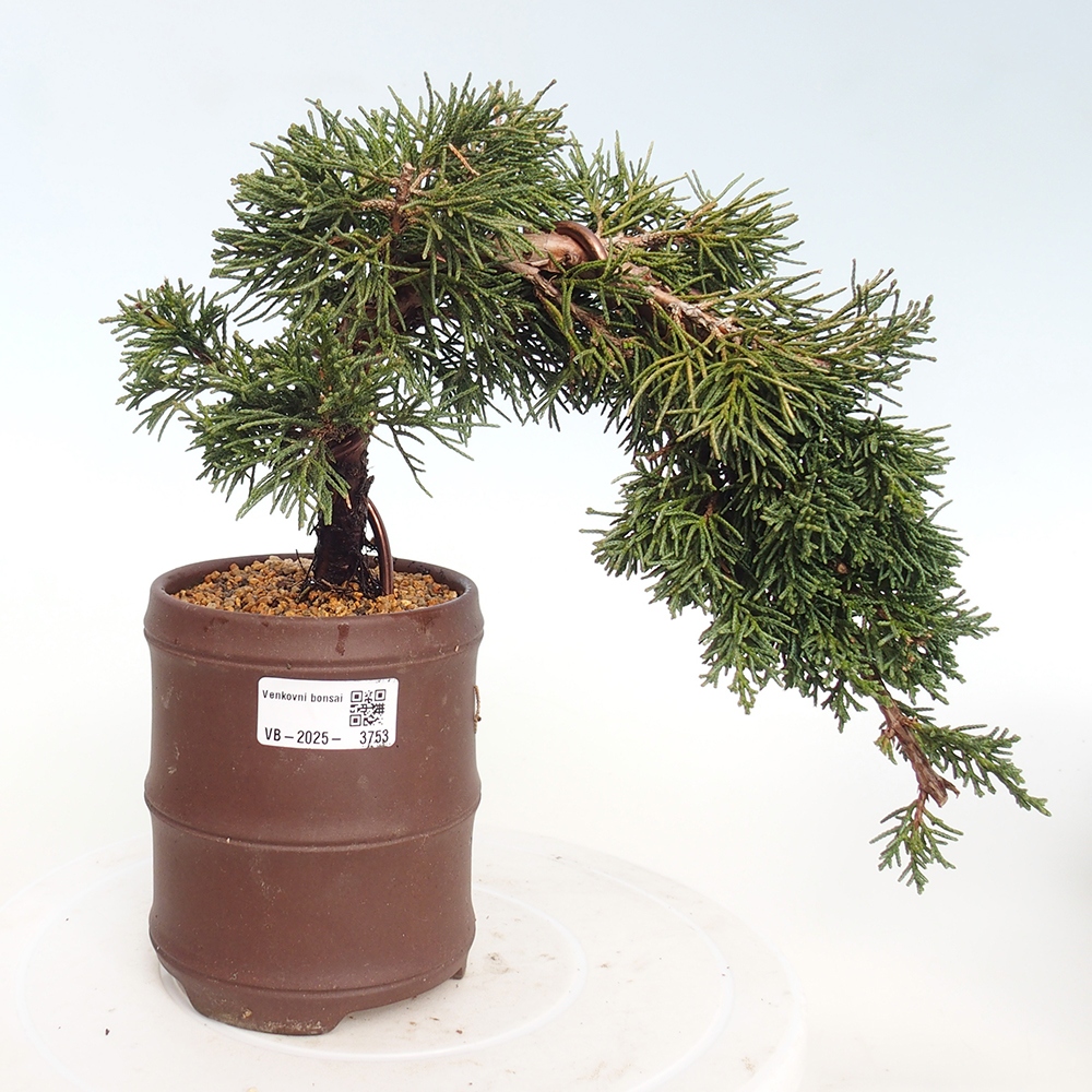 Bonsai voor buiten - Juniperus chinensis Kishu
