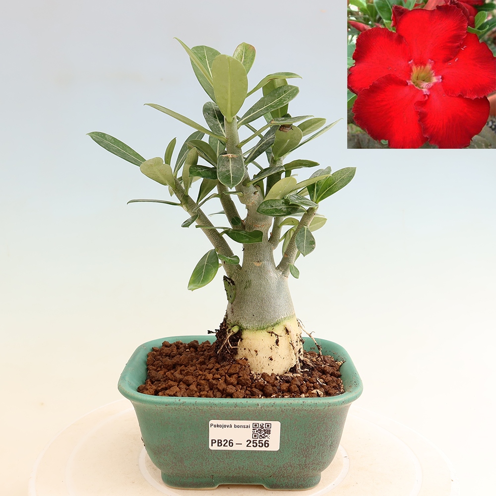 Kamerbonsai - Adenium obesum Red Star - Woestijnroos
