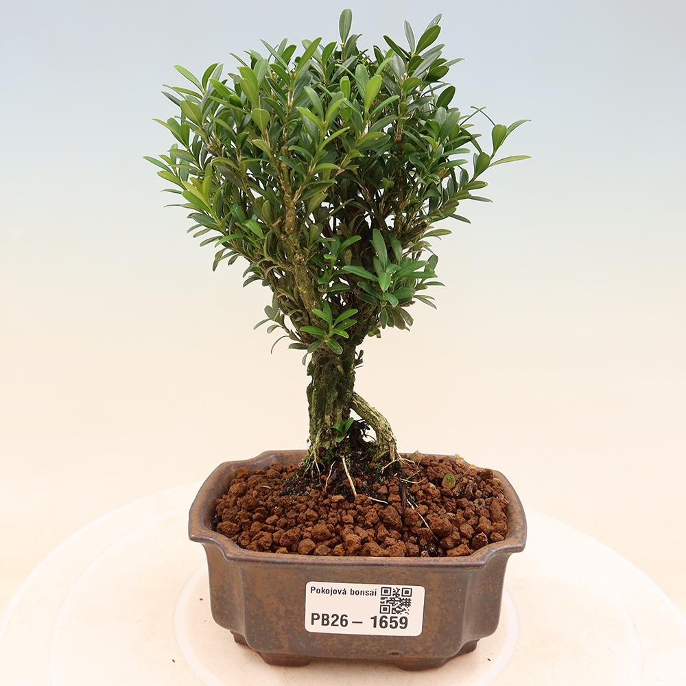 Kamerbonsai - Buxus harlandii - kurk buxus