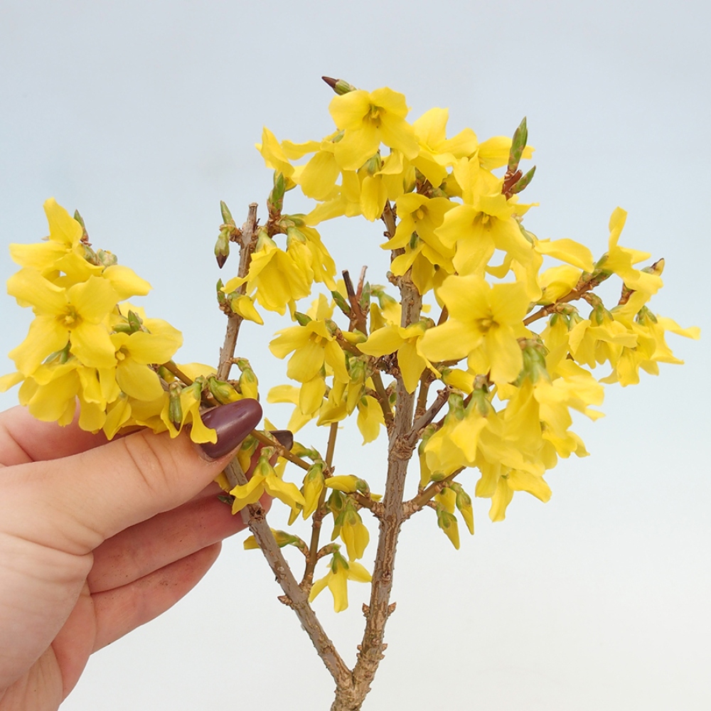 Bonsai voor buiten - Zlatice - Forsythia intermedia