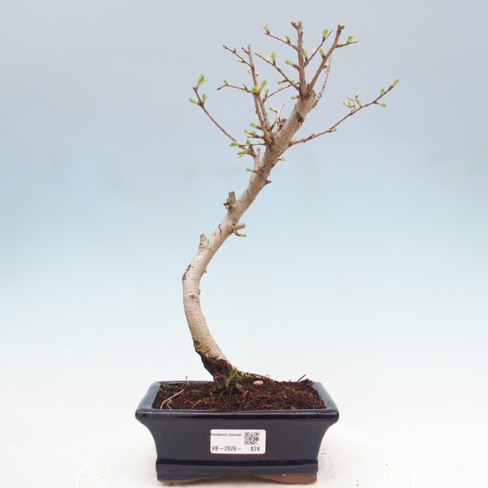 Bonsai voor buiten -Pseudolarix amabis-Pseudolarix amabis