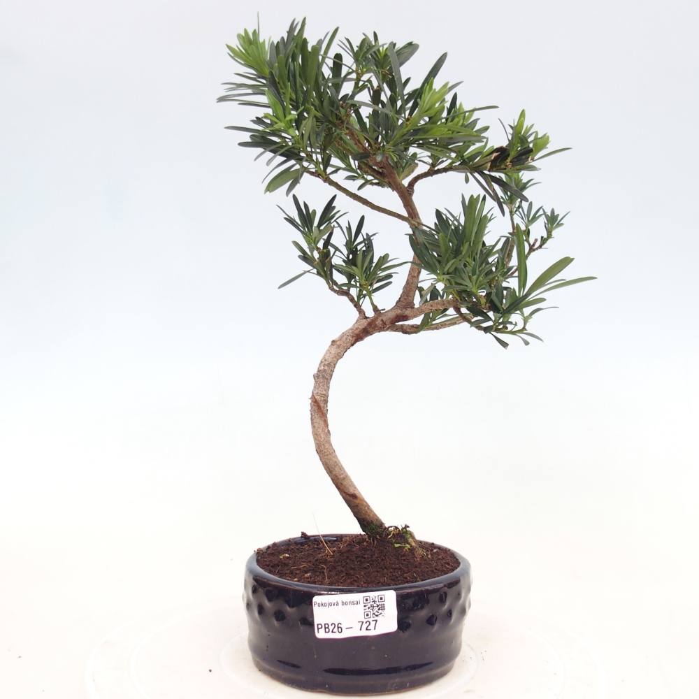 Kamerbonsai - Podocarpus - Taxus