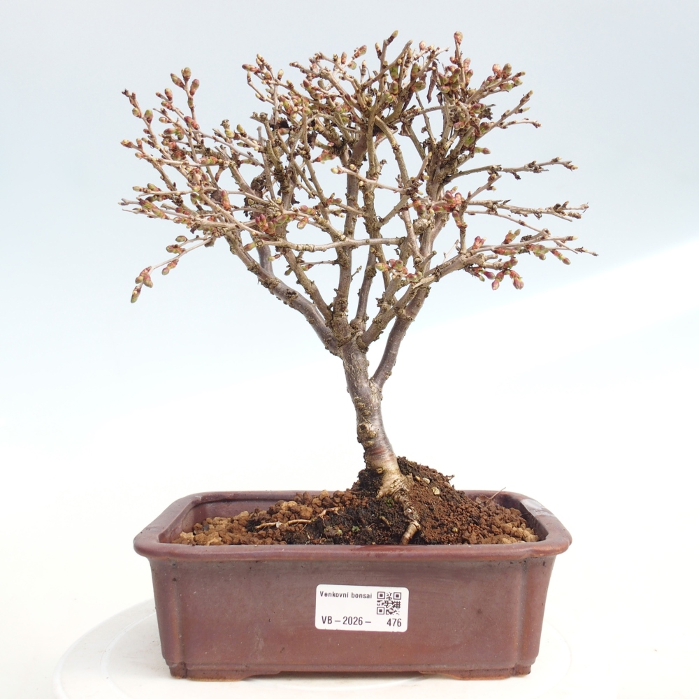 Bonsai voor buiten - Prunus incisa Kojou-no mai-Plivon uitgesneden
