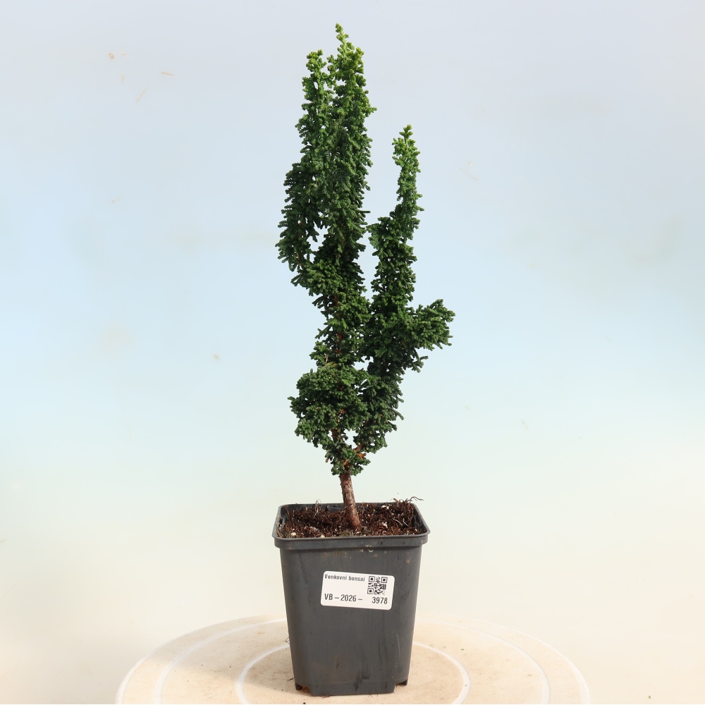 Bonsai voor buiten - Cham. obtusa SEKKA HINOKI - Cipres