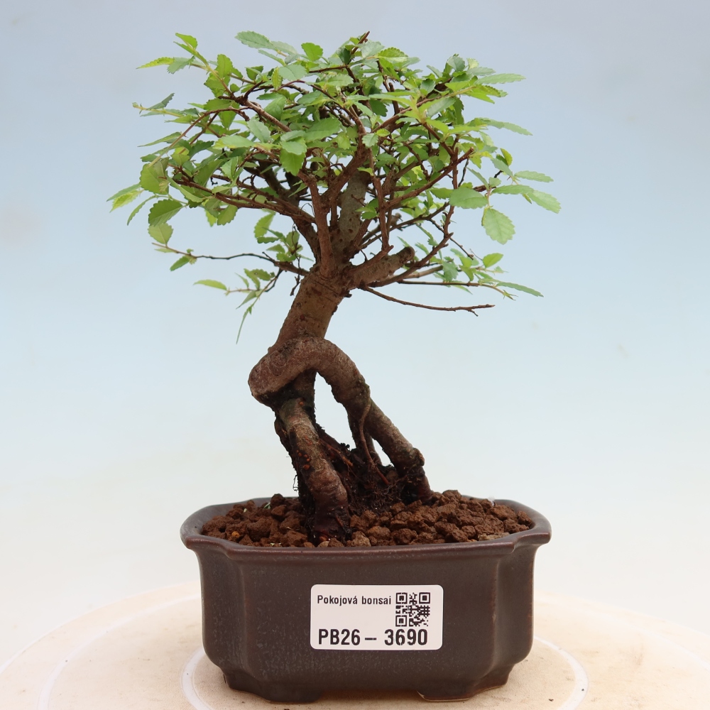Kamerbonsai - Ulmus parvifolia - Winteriep