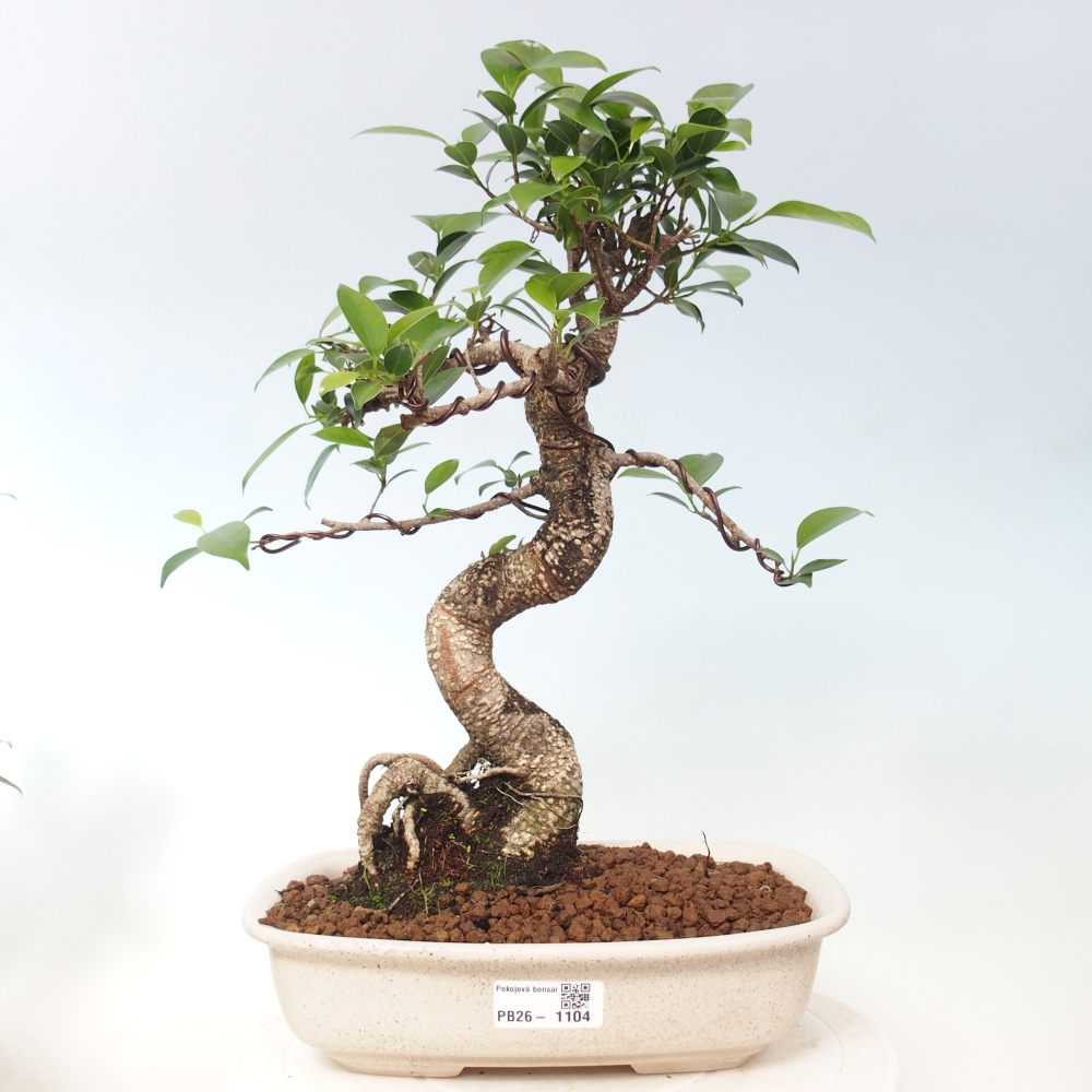 Kamerbonsai - Ficus kimmen - kleinbladige ficus