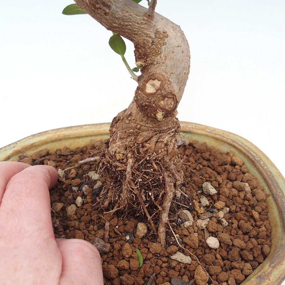 Bonsai voor binnen - Olea europaea sylvestris