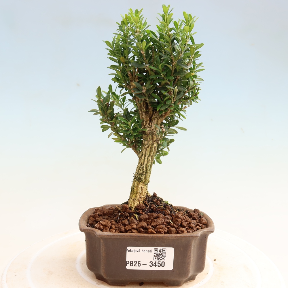 Kamerbonsai - Buxus harlandii - kurk buxus