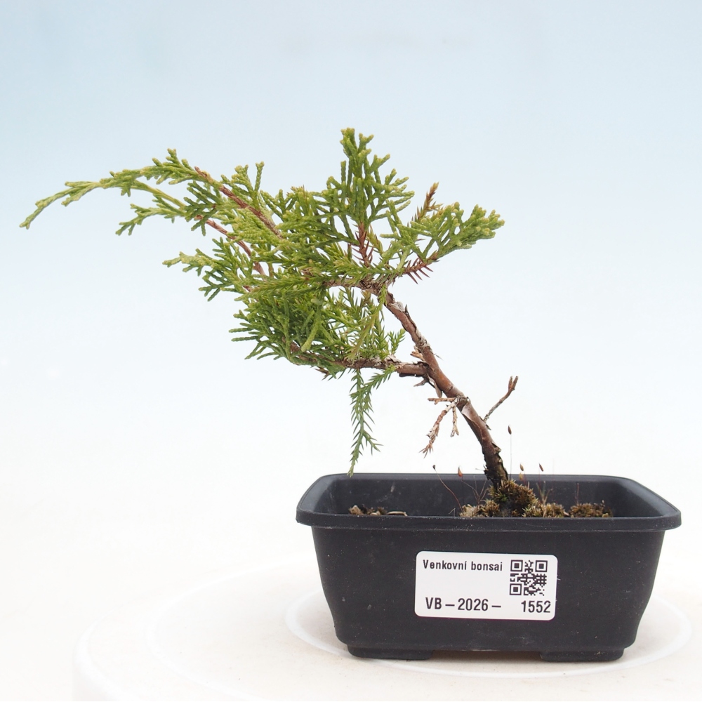 Bonsai voor buiten - Juniperus chinensis Itoigawa