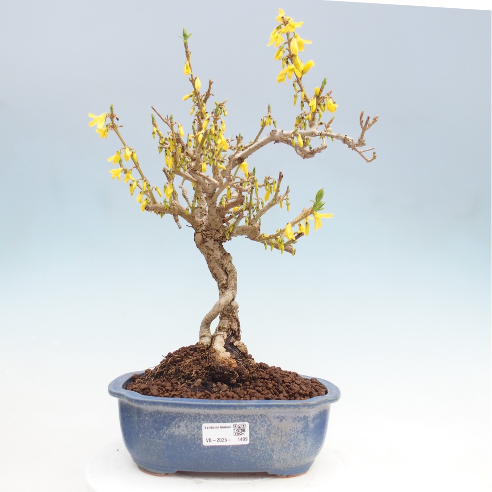 Bonsai voor buiten - Zlatice - Forsythia koreana